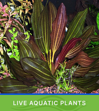Shop Live Aquatic Plants