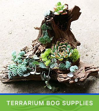 Shop Terrarium Bog Supplies
